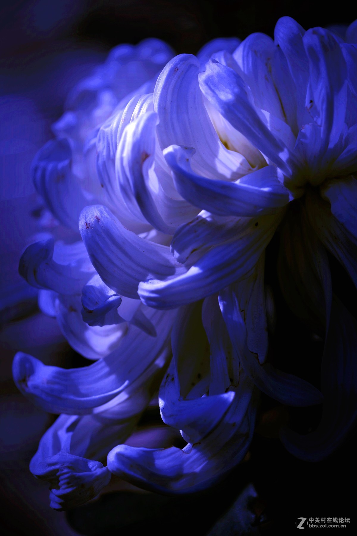 菊  颂