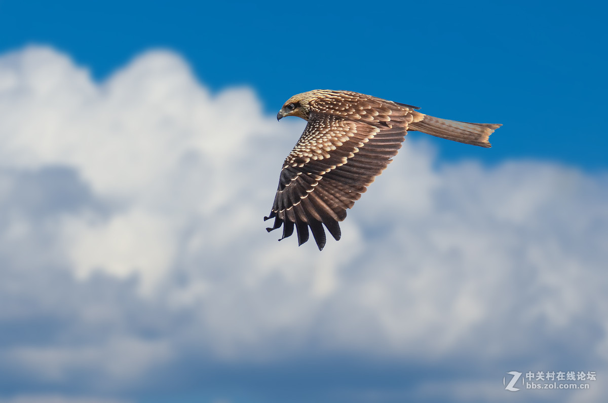 【鸟瞰世界】坝上黑耳鸢