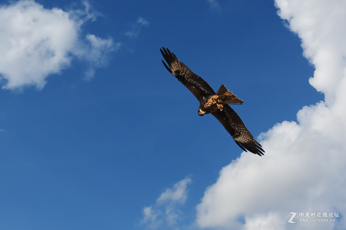 【鸟瞰世界】坝上黑耳鸢