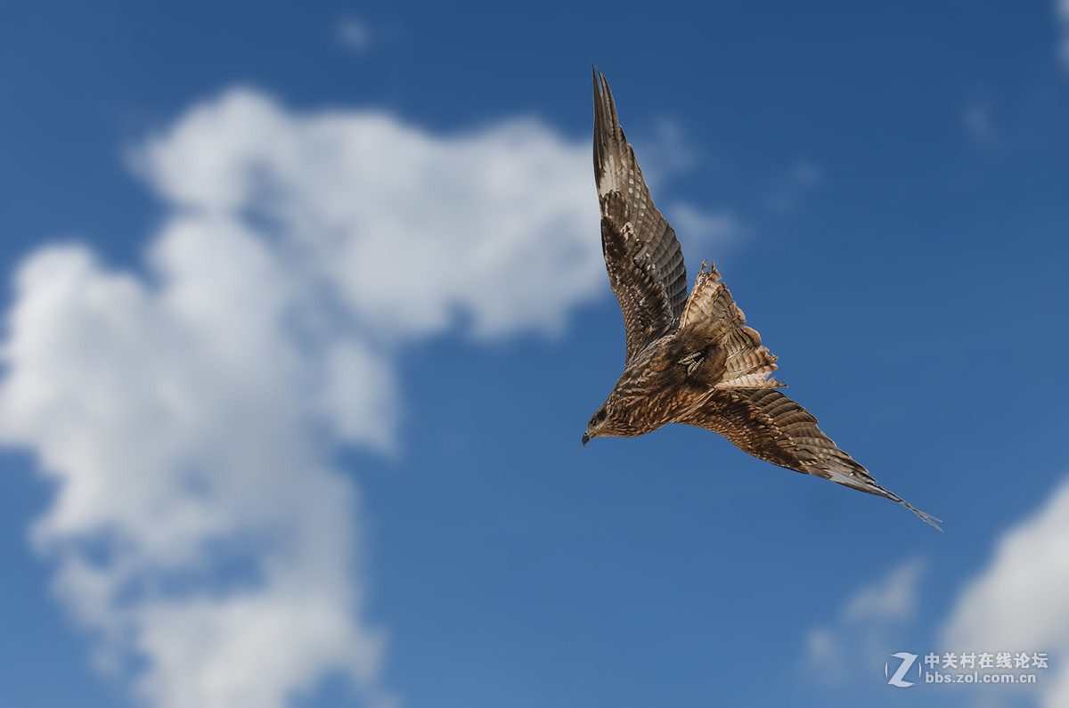 【鸟瞰世界】坝上黑耳鸢