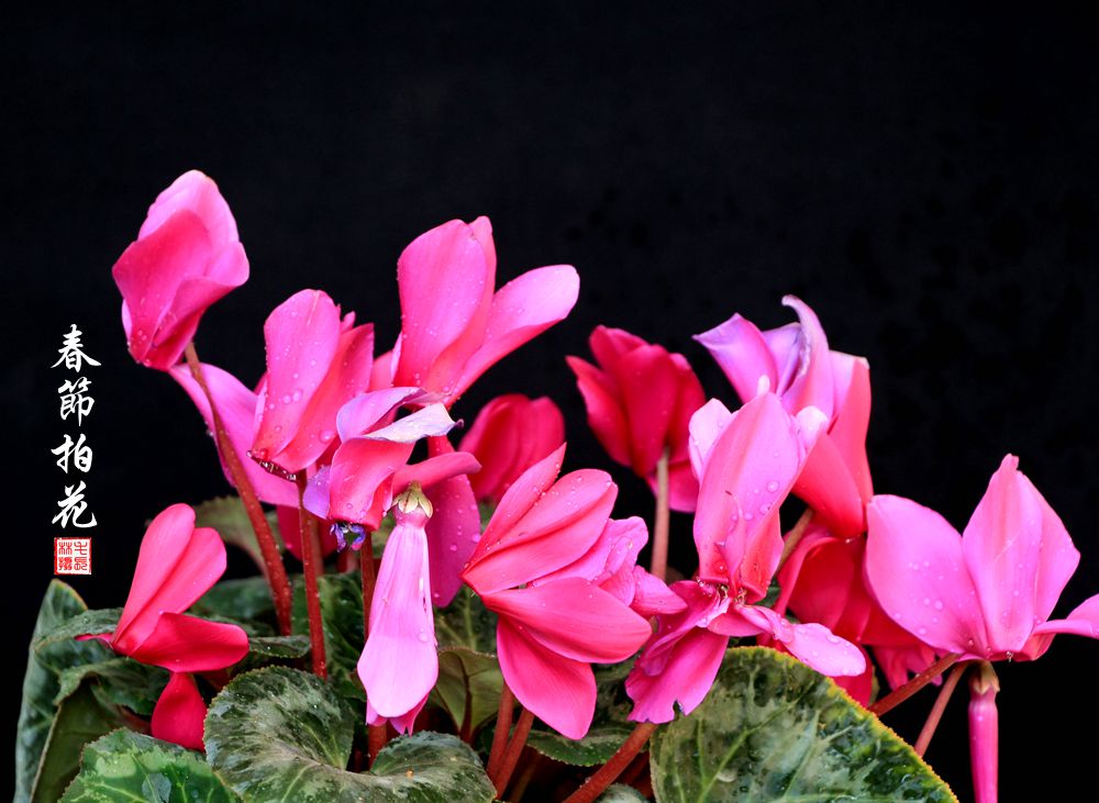 春节拍花