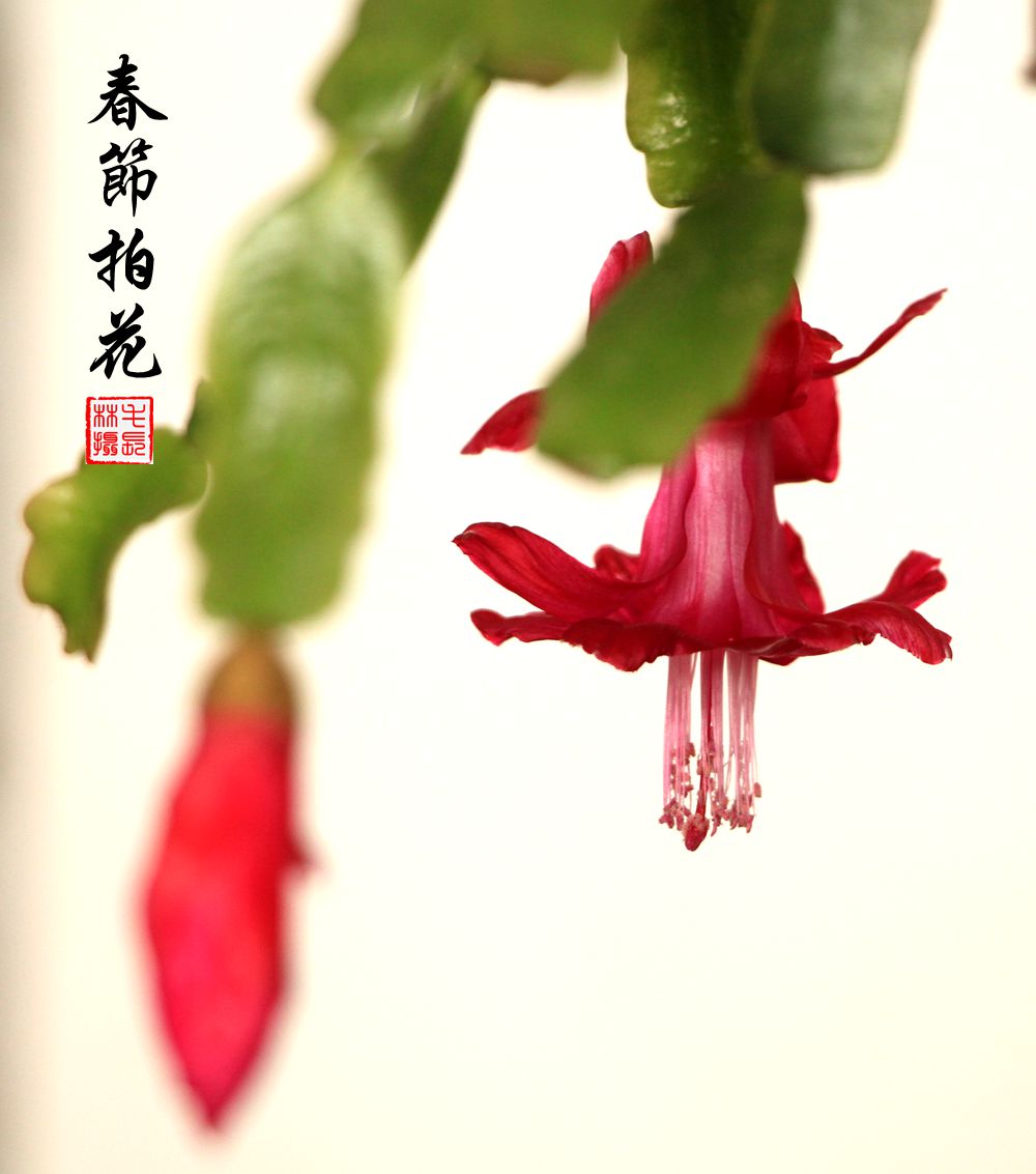 春节拍花