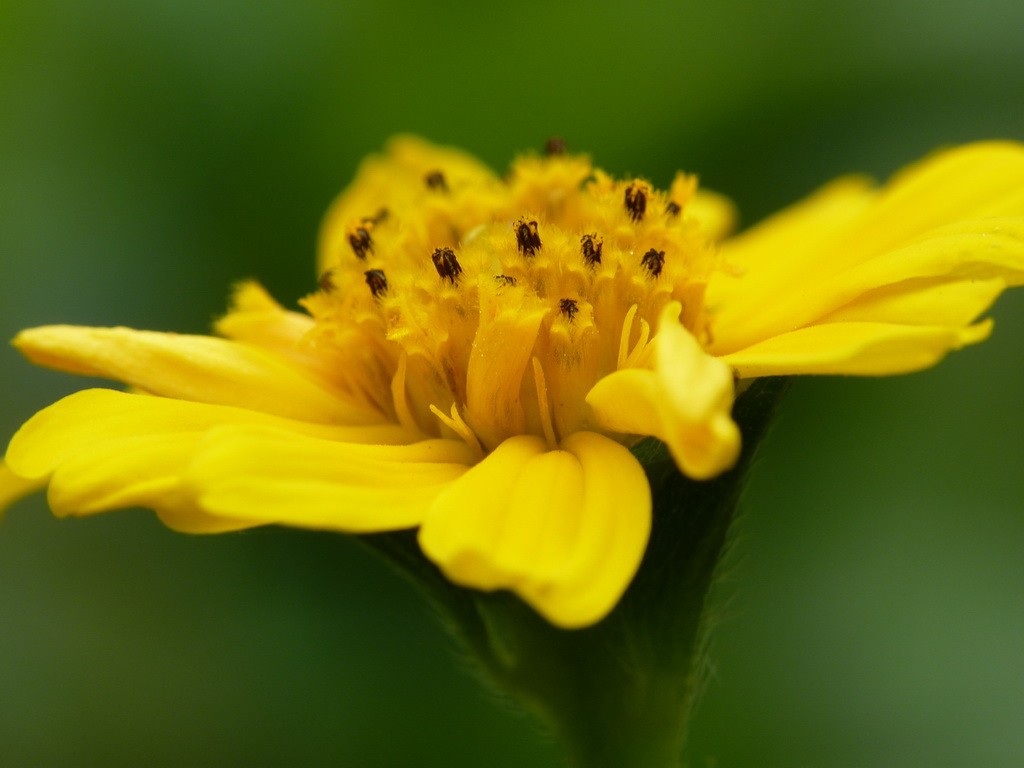 200元买了个二手FZ35，感觉还不错。还有漂亮妹纸