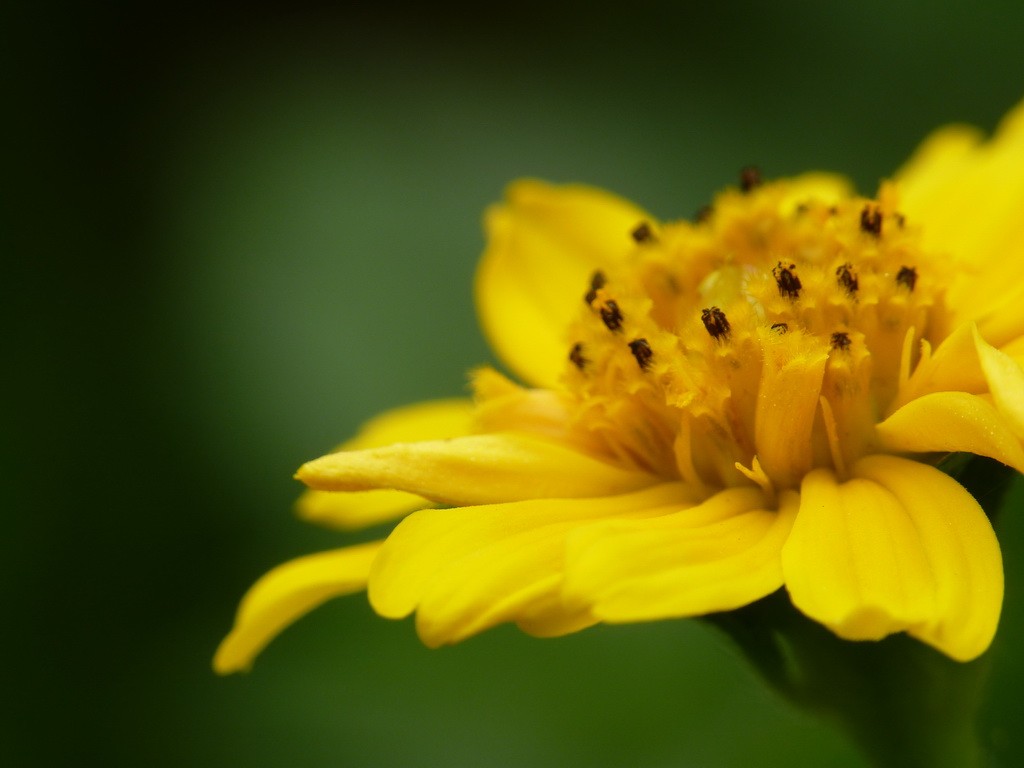 200元买了个二手FZ35，感觉还不错。还有漂亮妹纸