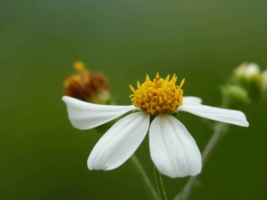 200元买了个二手FZ35，感觉还不错。还有漂亮妹纸