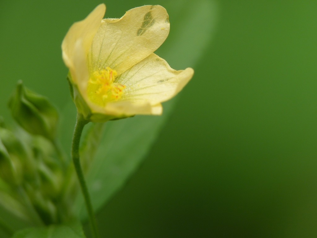 200元买了个二手FZ35，感觉还不错。还有漂亮妹纸