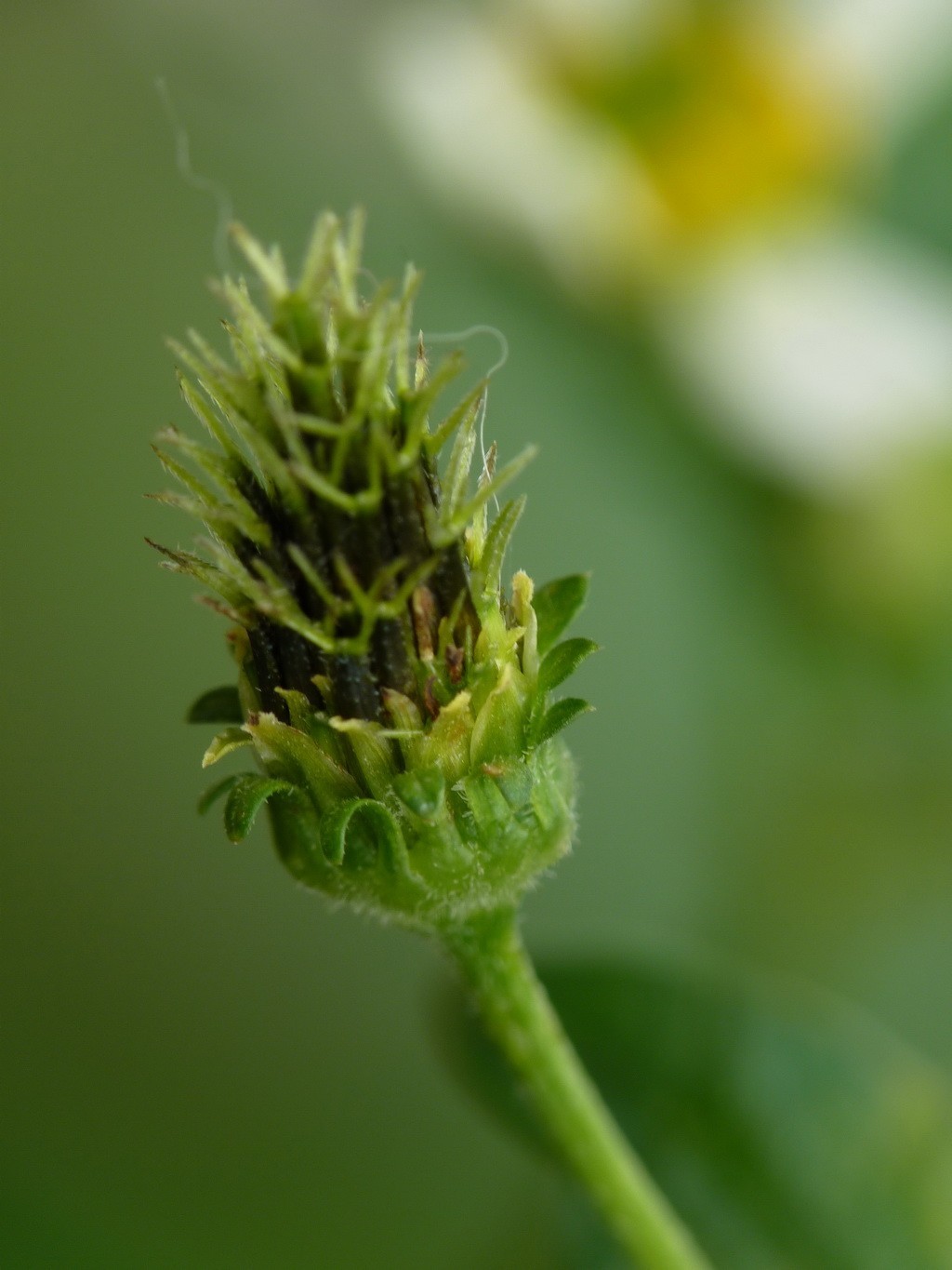 200元买了个二手FZ35，感觉还不错。还有漂亮妹纸