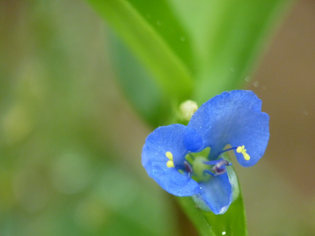 200元买了个二手FZ35，感觉还不错。还有漂亮妹纸
