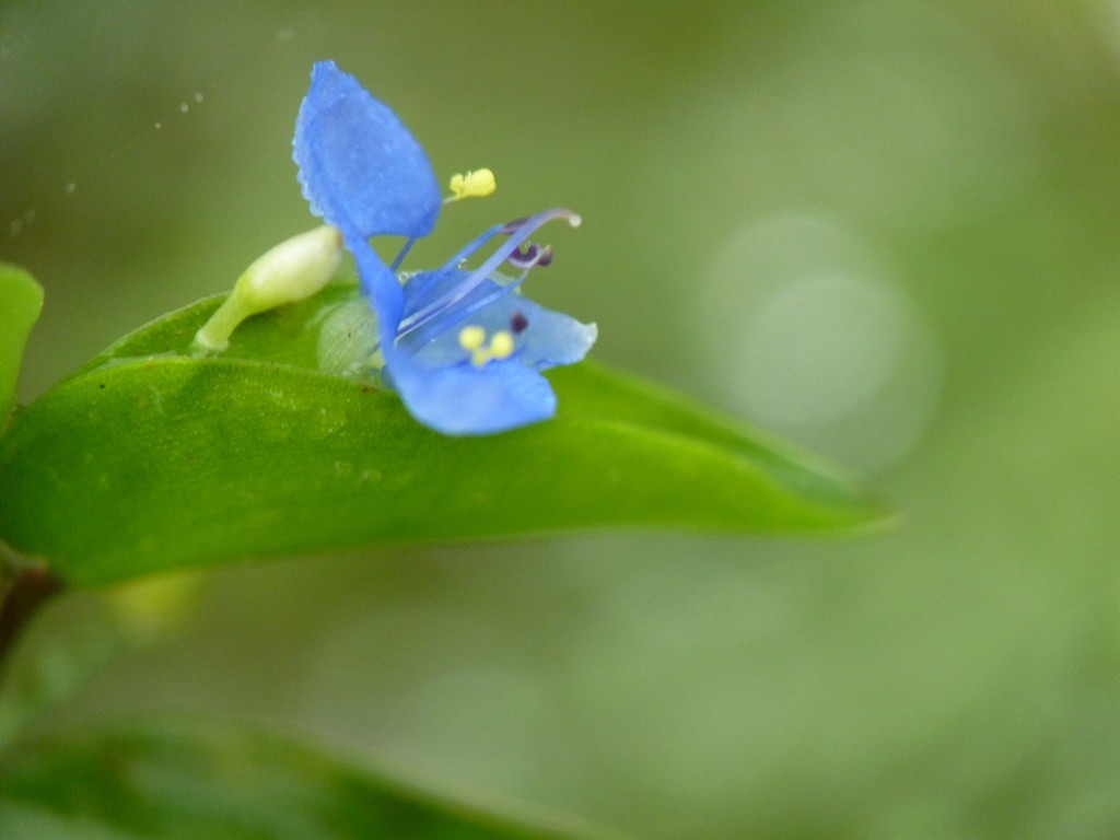 200元买了个二手FZ35，感觉还不错。还有漂亮妹纸