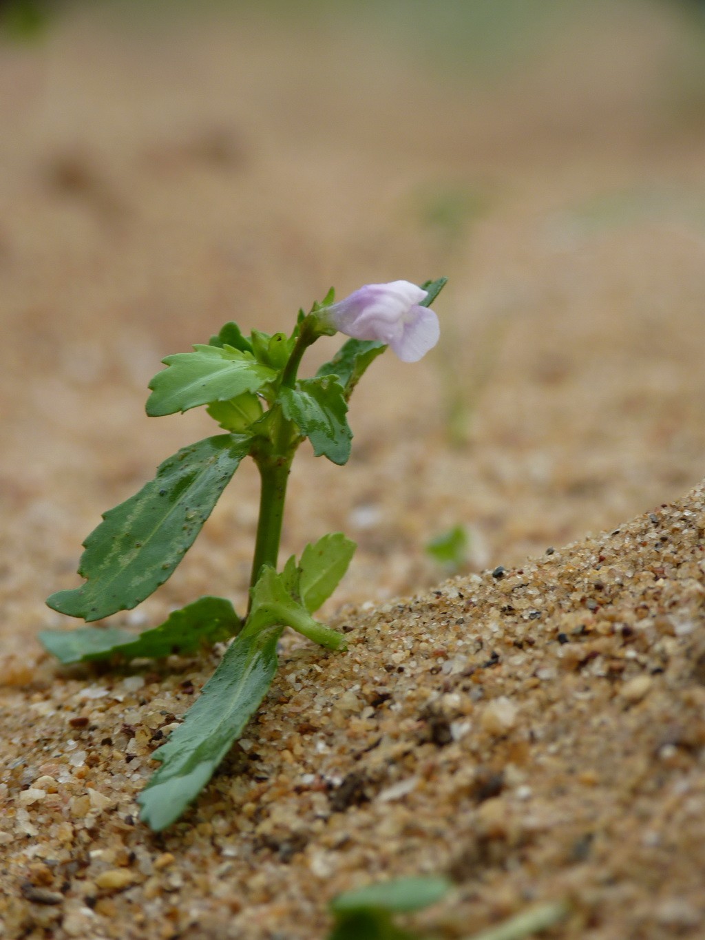 200元买了个二手FZ35，感觉还不错。还有漂亮妹纸