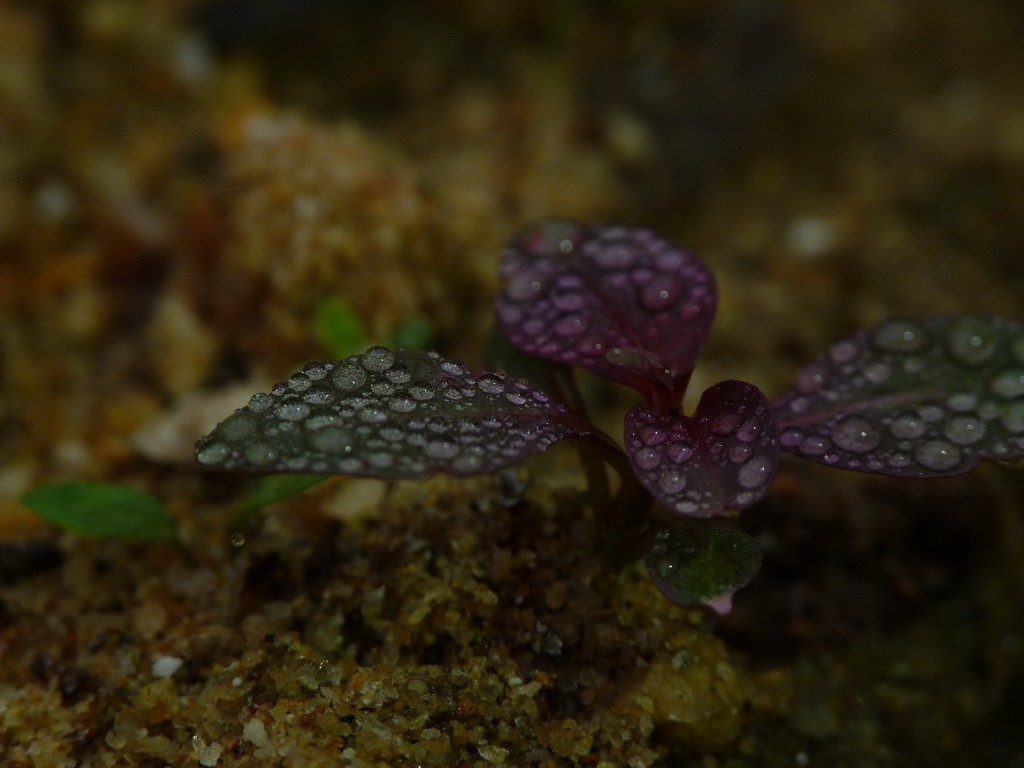 200元买了个二手FZ35，感觉还不错。还有漂亮妹纸