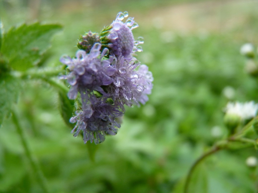 200元买了个二手FZ35，感觉还不错。还有漂亮妹纸