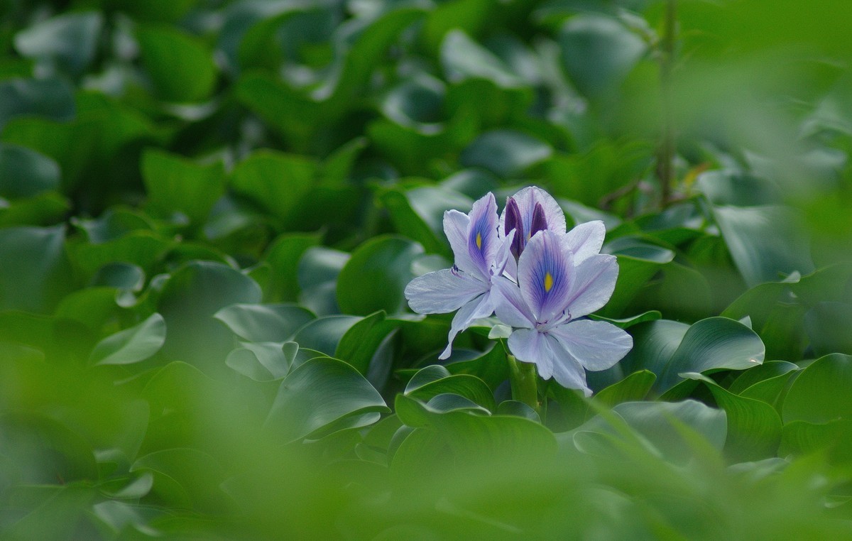湖边浮萍花