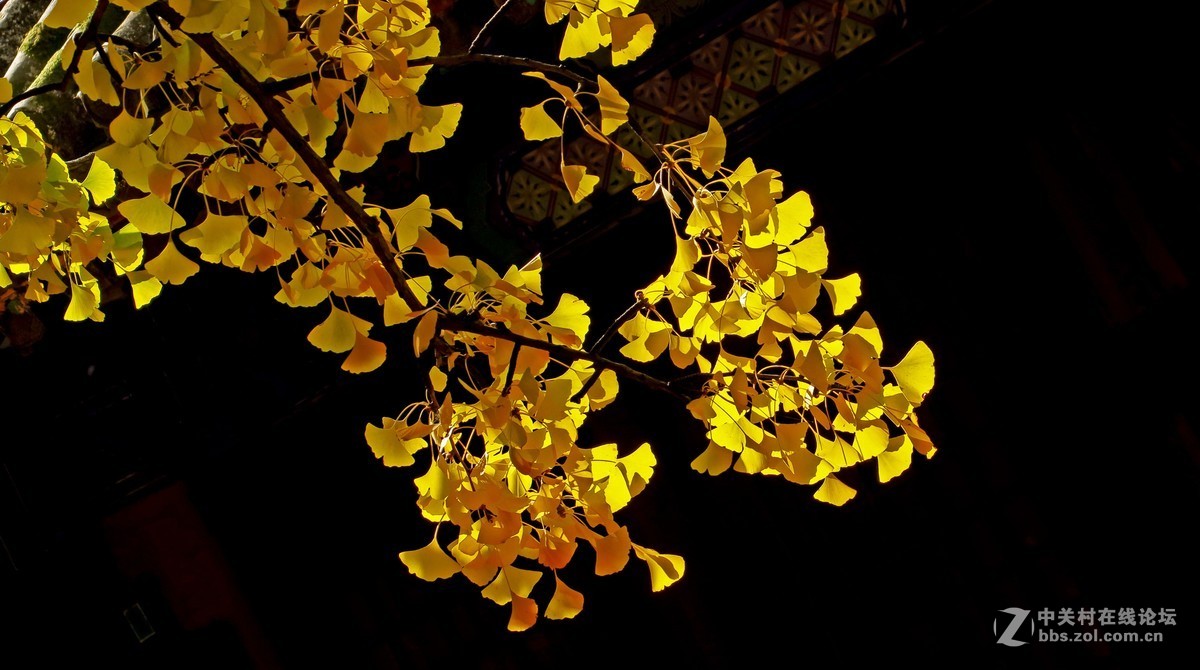 秋色北京------ 红  螺  寺