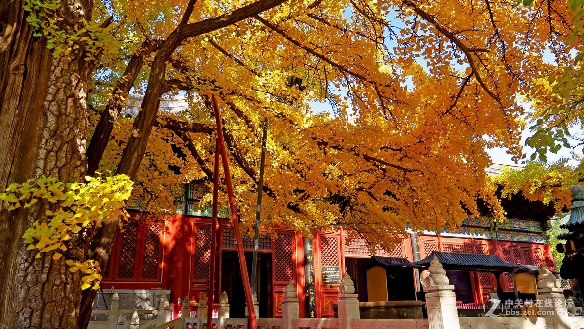 秋色北京------ 红  螺  寺
