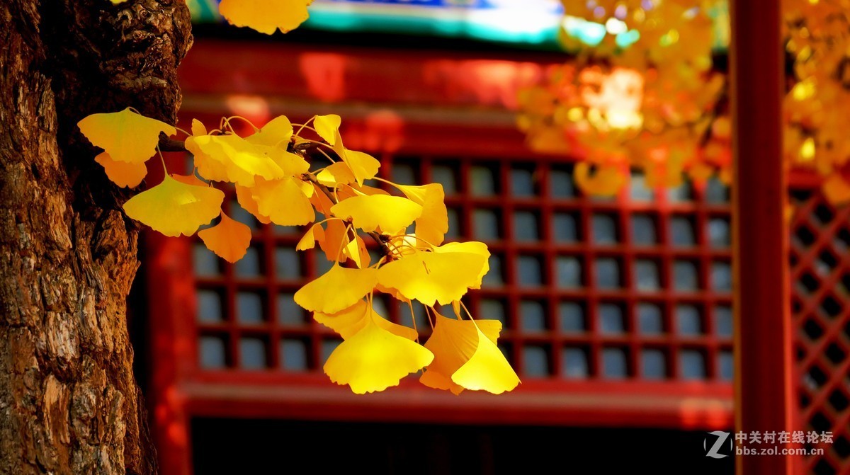 秋色北京------ 红  螺  寺