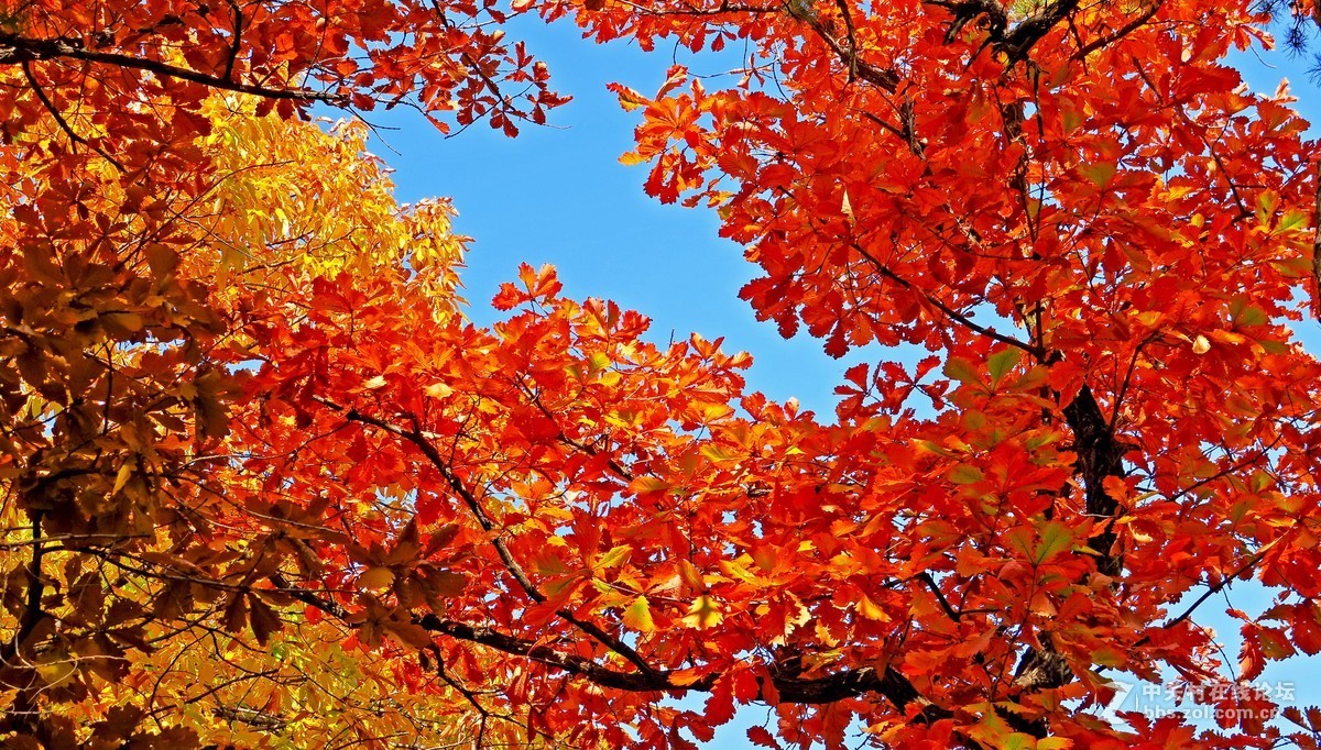 秋色北京------ 红  螺  寺