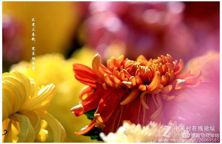 我花开后更无花