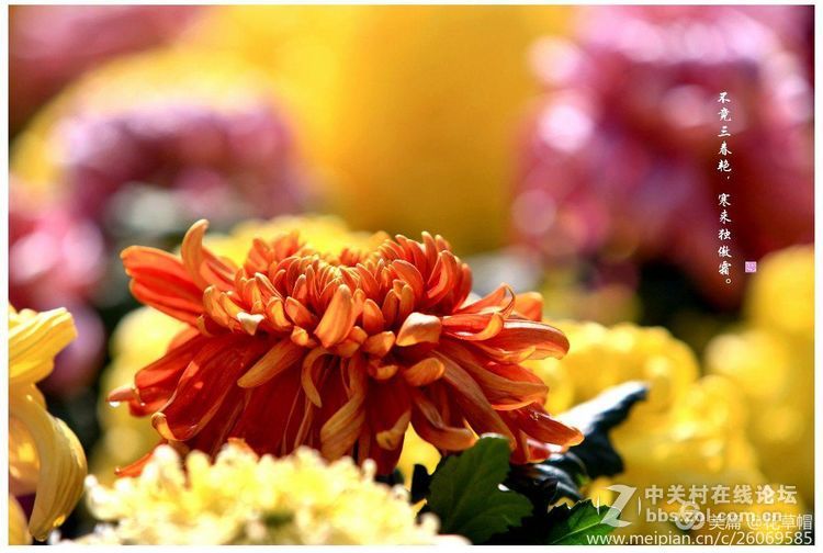 我花开后更无花