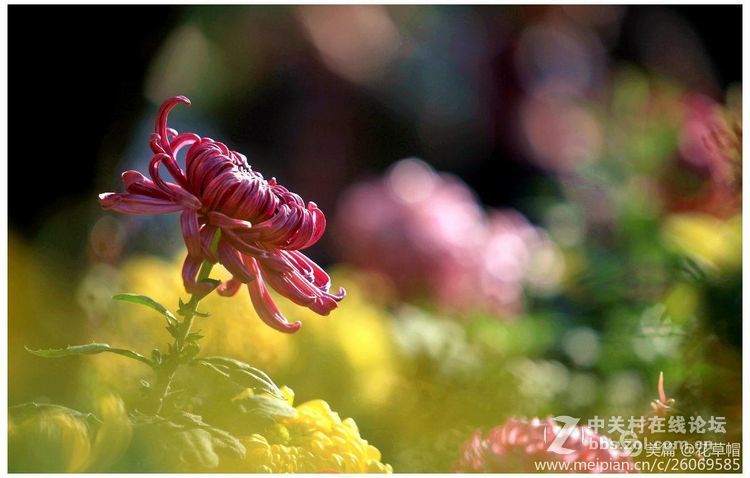 我花开后更无花