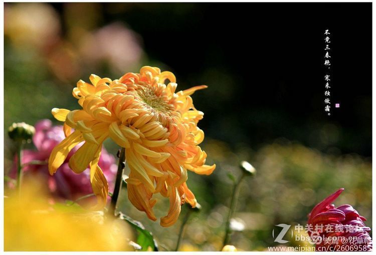 我花开后更无花