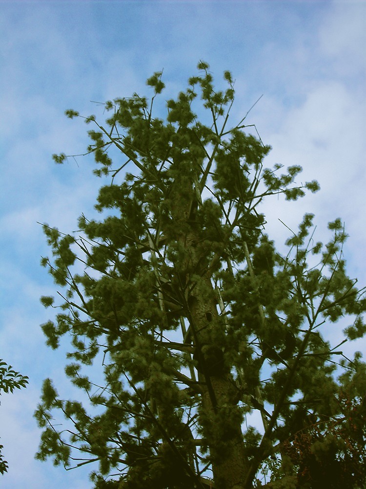 禄来，拍的是情怀。dp8300