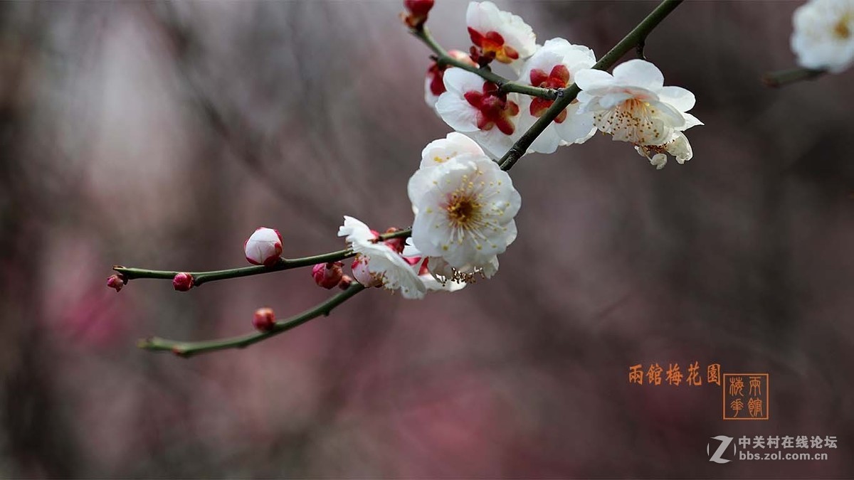 春天花卉【2018】梅花-2-中关村在线摄影论坛
