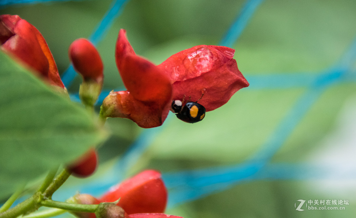 光影中的豆角花
