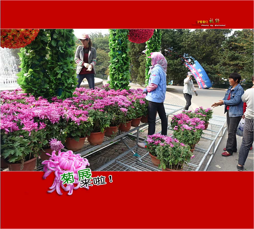 【我的视野】★ 菊展来啦！ ★