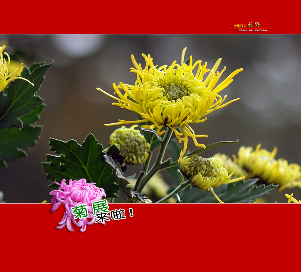【我的视野】★ 菊展来啦！ ★