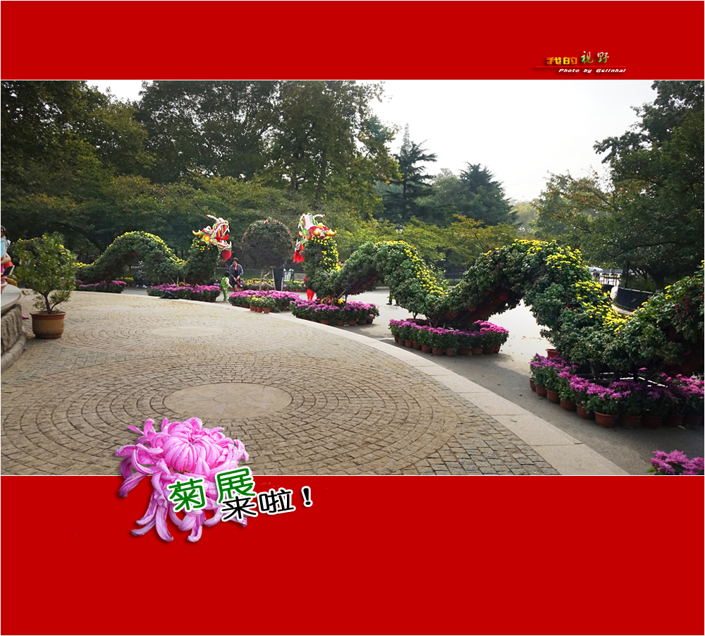 【我的视野】★ 菊展来啦！ ★