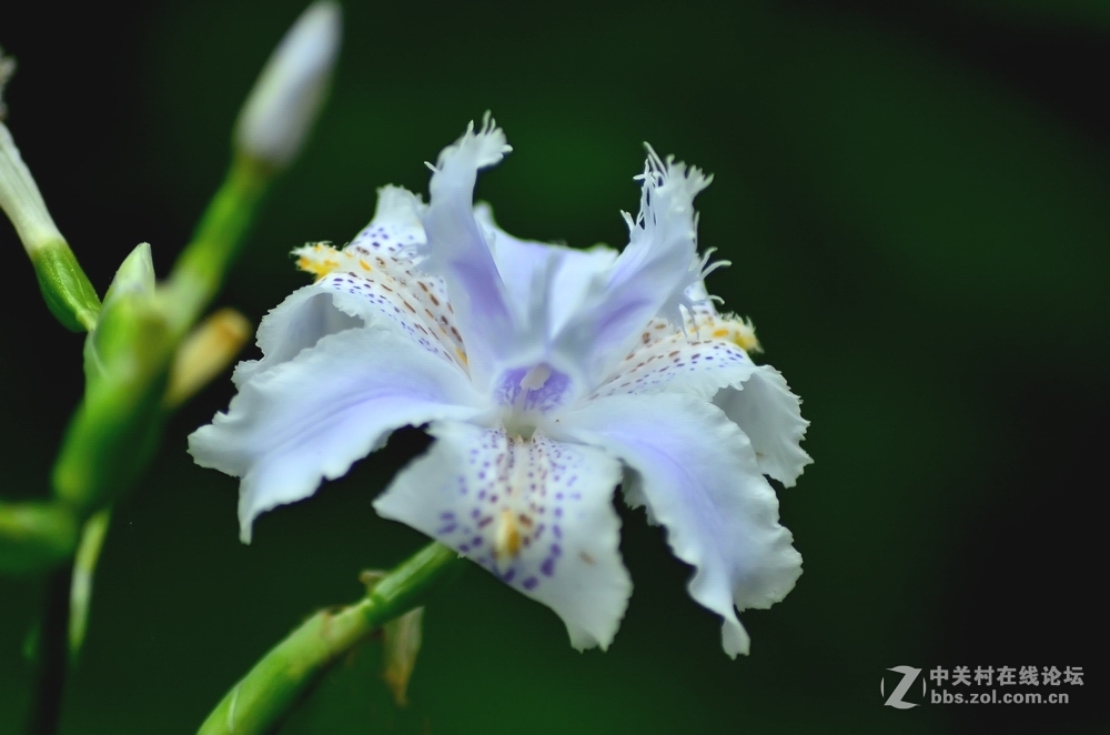 D7000+全程改微距后的腾龙A17镜头初拍春花（二）