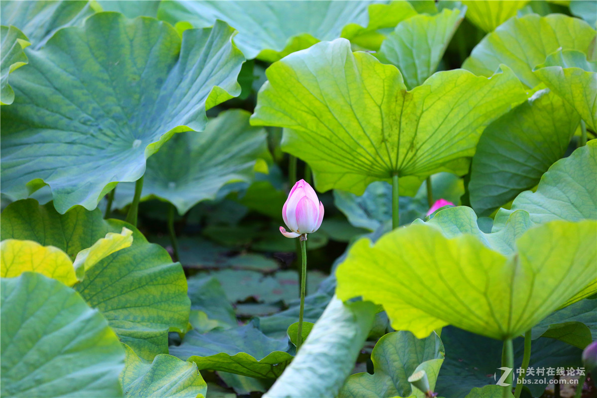 北宁公园的荷花