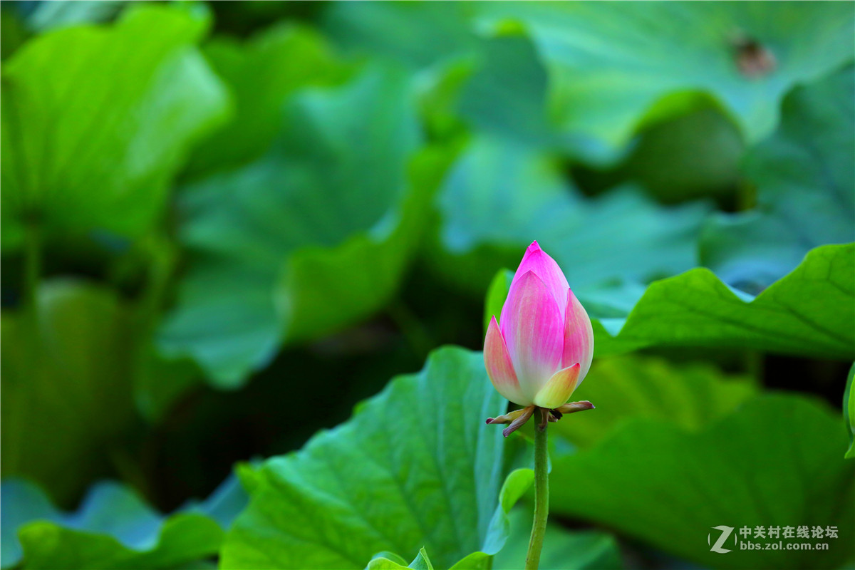 北宁公园的荷花