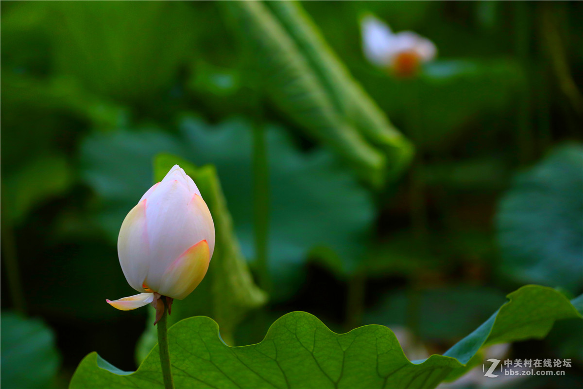 北宁公园的荷花