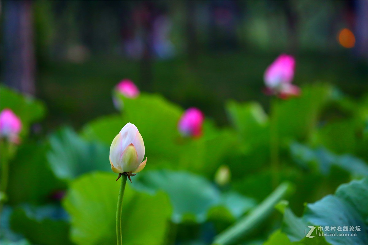 北宁公园的荷花
