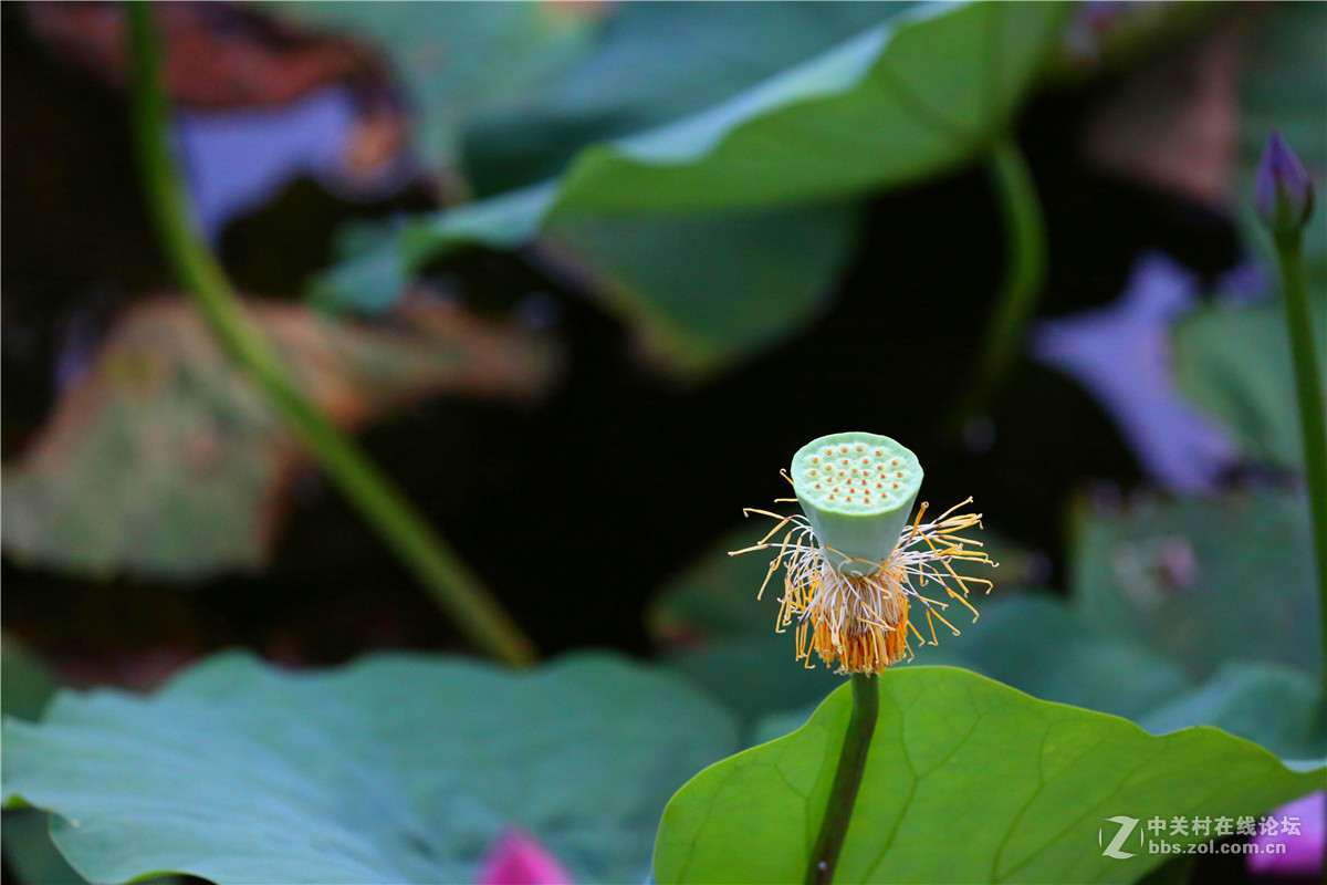 北宁公园的荷花