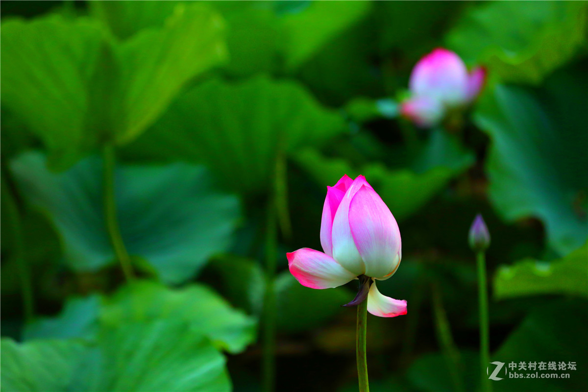 北宁公园的荷花