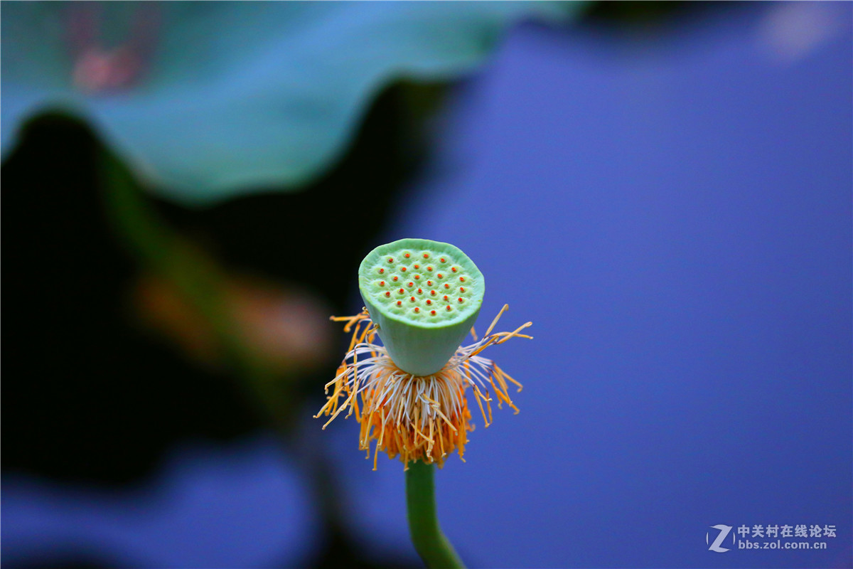 北宁公园的荷花