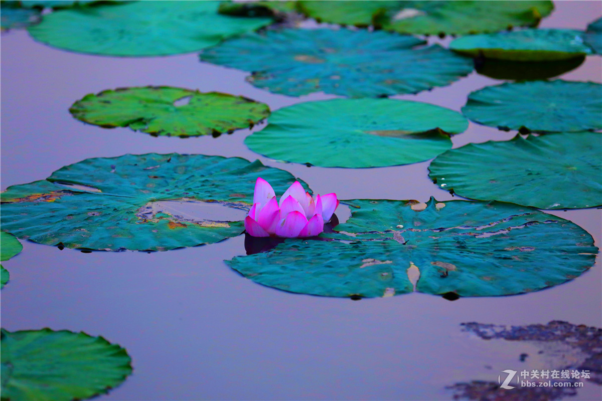 北宁公园的荷花