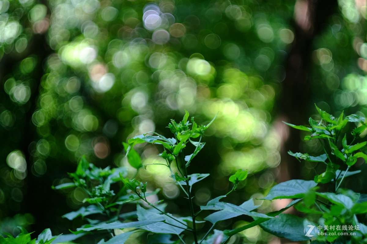 手动头拍的几片,看旋焦效果如何?-中关村在线摄影论坛
