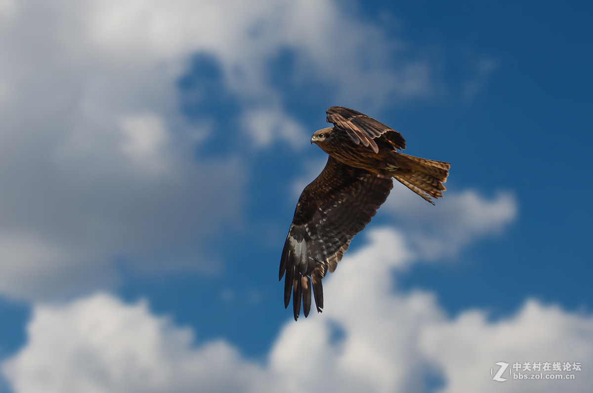 【鸟瞰世界】坝上黑耳鸢