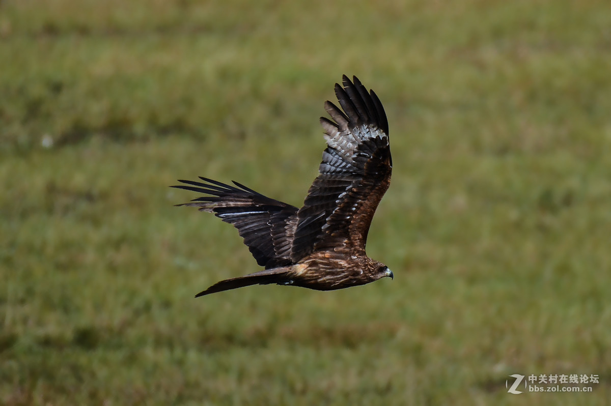 【鸟瞰世界】坝上黑耳鸢