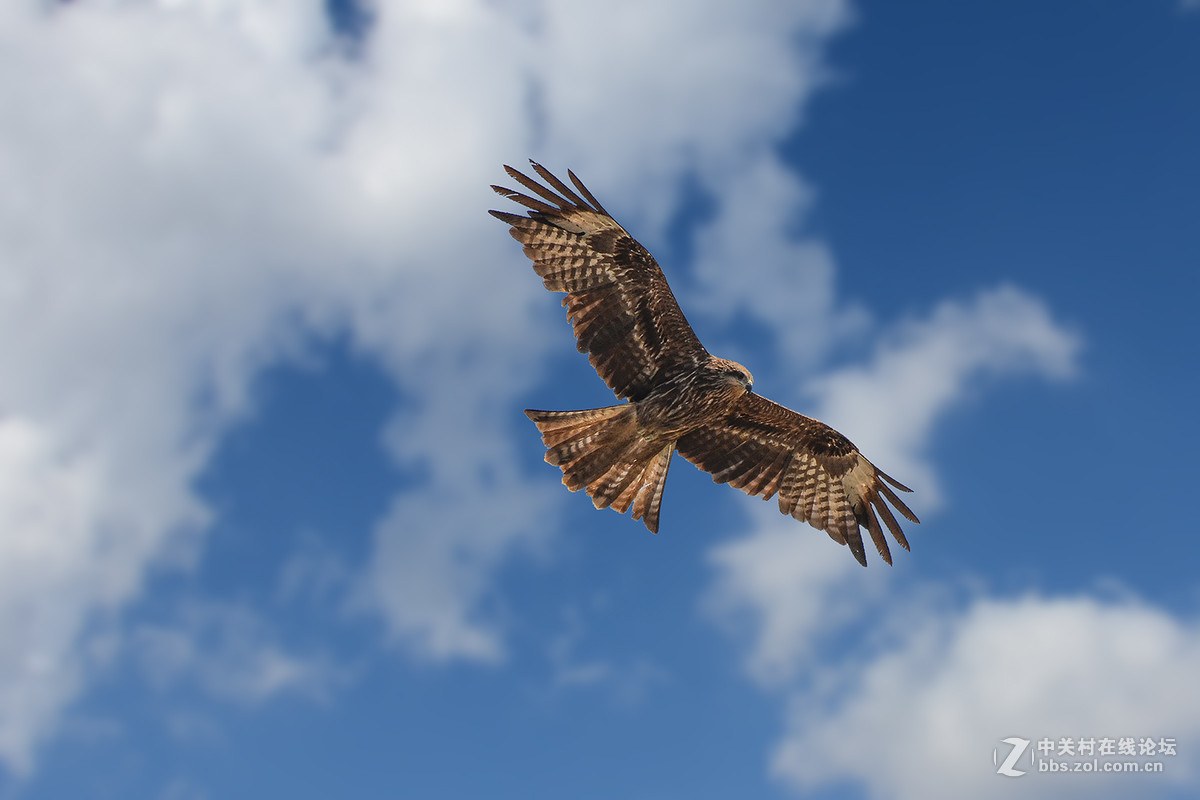【鸟瞰世界】坝上黑耳鸢