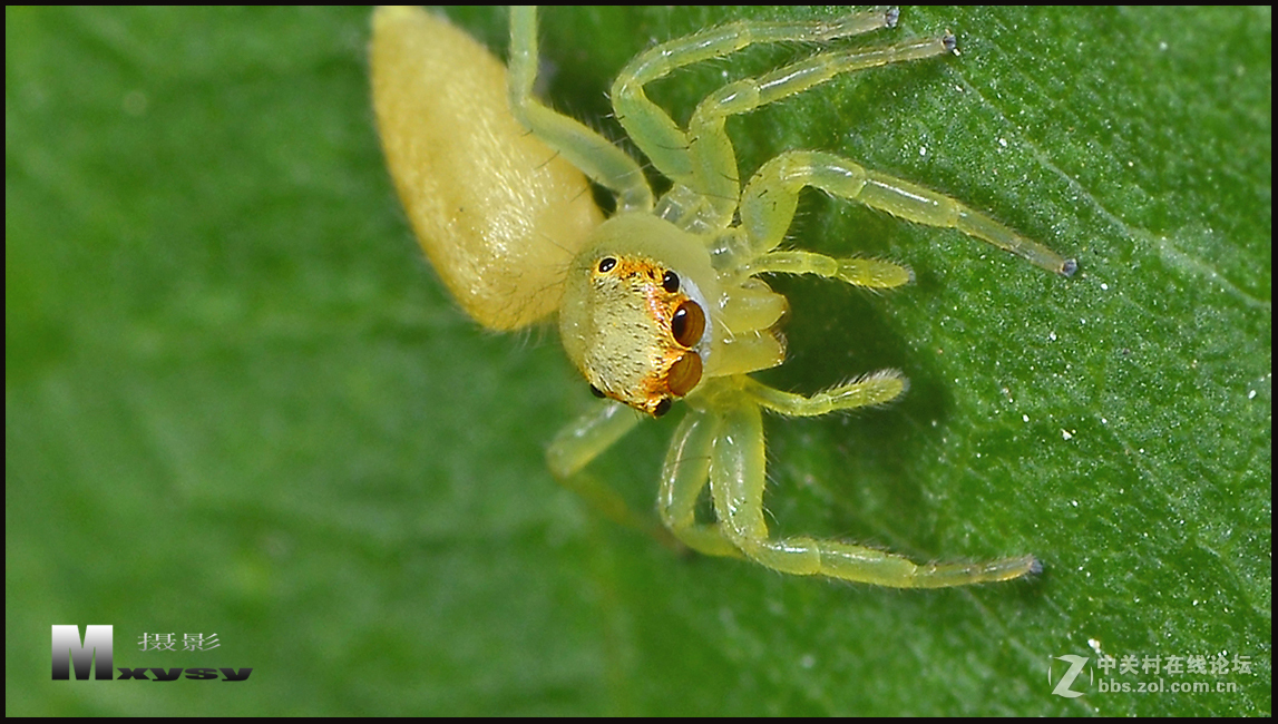 昆虫趣拍黄蜘蛛