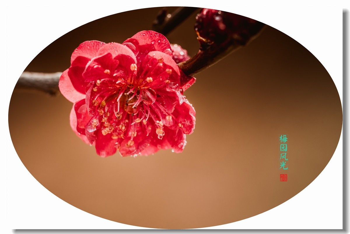 老张光影一朵梅花摘走了一个季节
