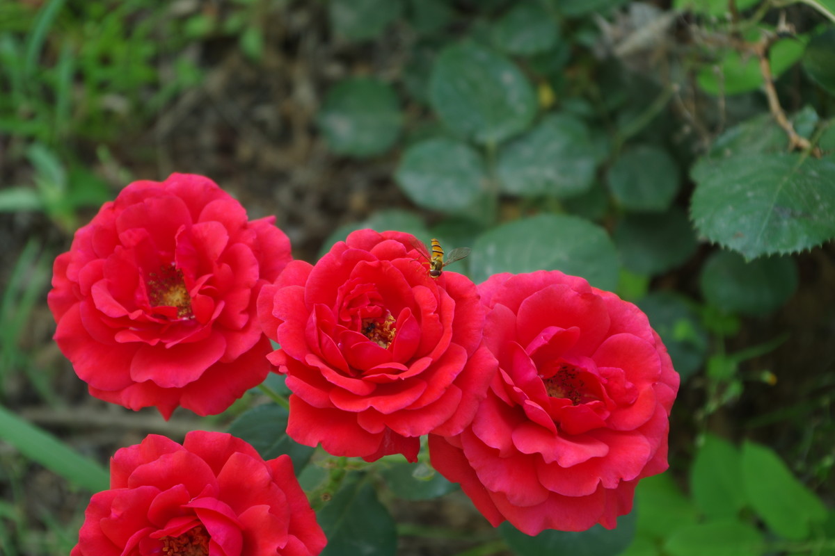 活跃星空(中国)