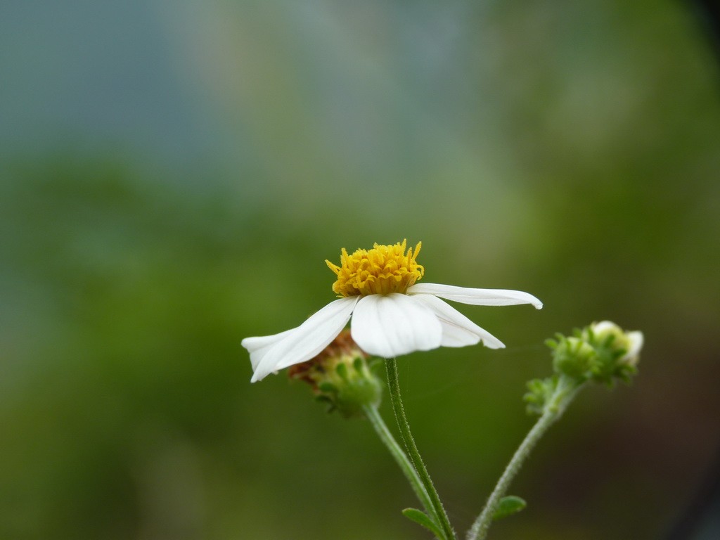 200元买了个二手FZ35，感觉还不错。还有漂亮妹纸
