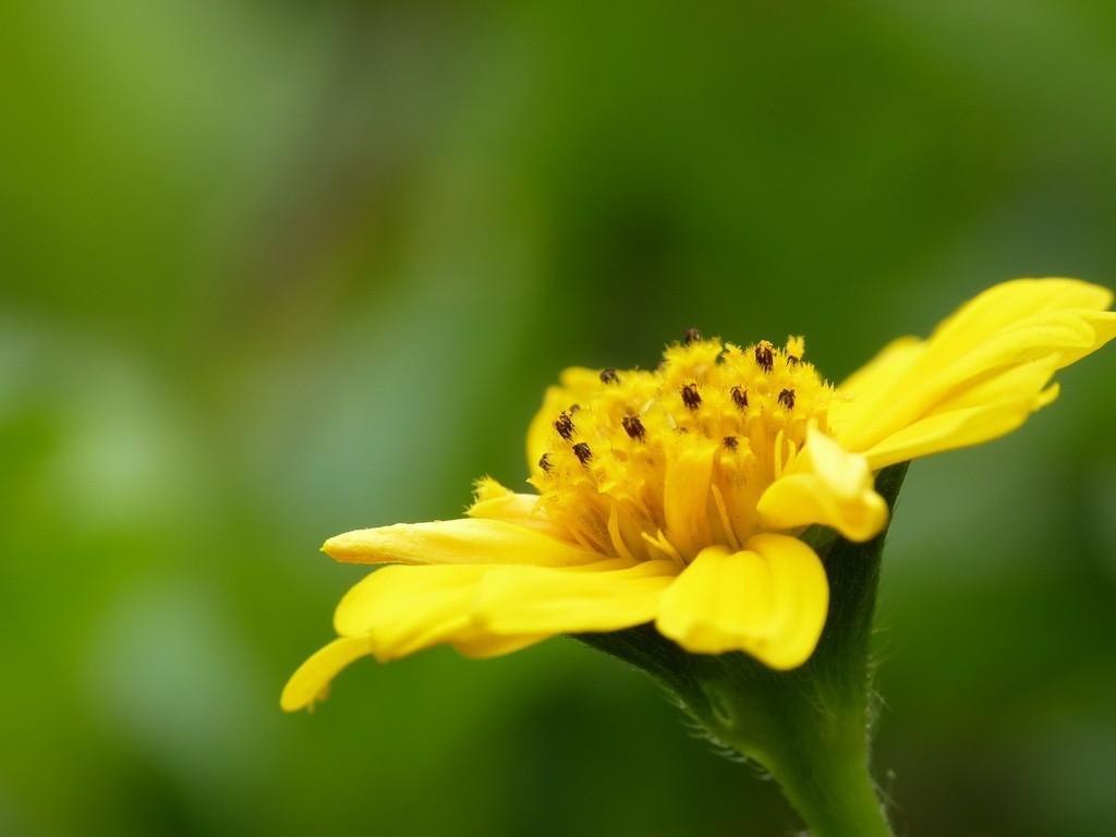 200元买了个二手FZ35，感觉还不错。还有漂亮妹纸