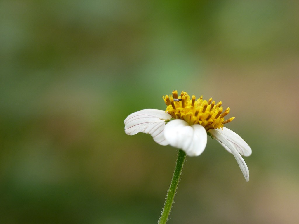 200元买了个二手FZ35，感觉还不错。还有漂亮妹纸